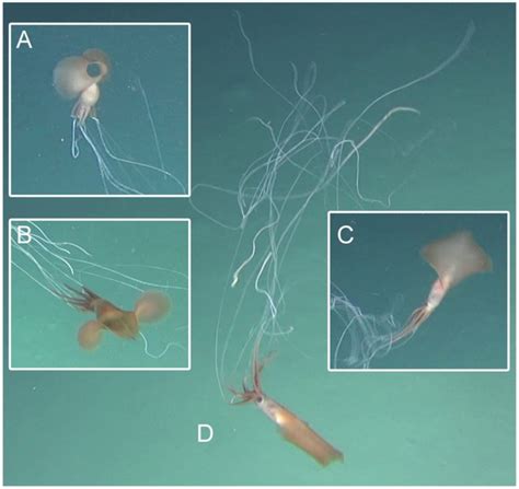 Eerie Footage Captures Elusive Deep Sea Squid Near Australia For The