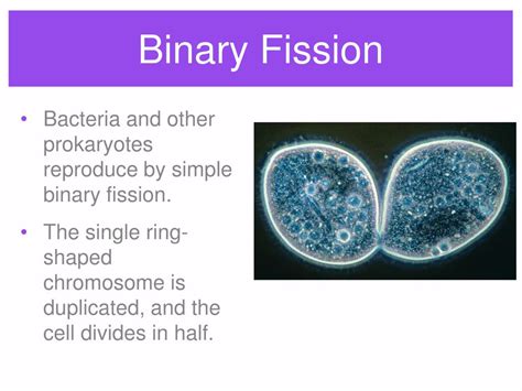 Ppt Cellular Reproduction Powerpoint Presentation Free Download Id 6404489