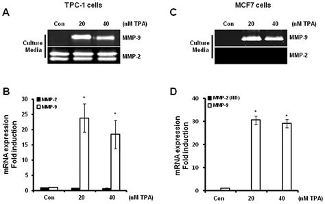 Silibinin Inhibits Tpa Induced Cell Migration And Mmp Expression In