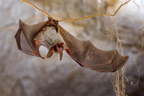 Angry Bat Photograph By Christian Roustan Kikroune Pixels