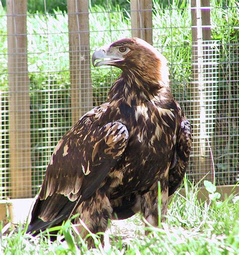 Spanish Imperial Eagle - Aquila adalberti | The Eagle Directory