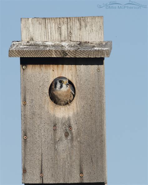 Male American Kestrel Inside A Nest Box On The Wing Photography