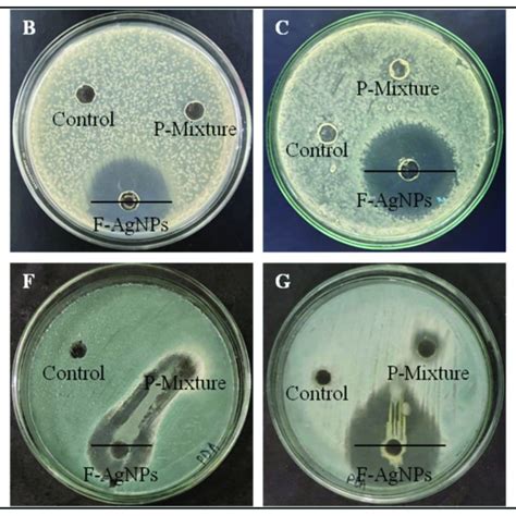 Images Showing The Antibacterial Zones Of Inhibition Of F Agnps And The