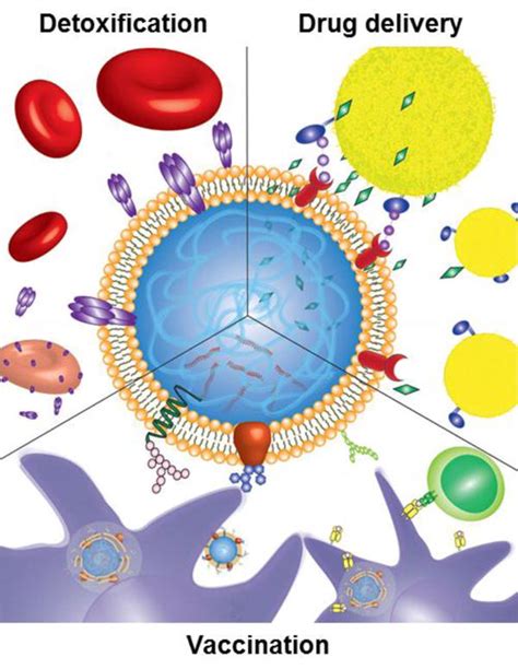 Biointerfacing And Applications Of Cell Membrane Coated Nanoparticles