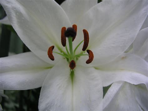 White Lilly Three Counties Spring Show 2008 Kristie1966 Flickr