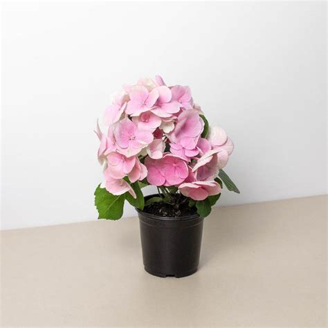 Pink Hydrangea | Indoor Plant | Tropical Plant | Potted Plant — House ...