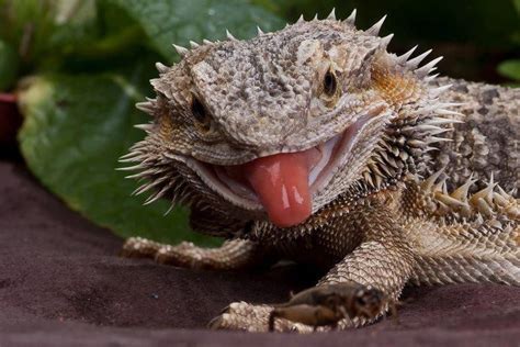 Bearded Dragon Neat Tongue Cuddly Animals Cute Animals Animals