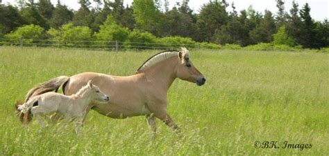 View topic - #2037 white dun | Fjord horse, Horses, Fjord