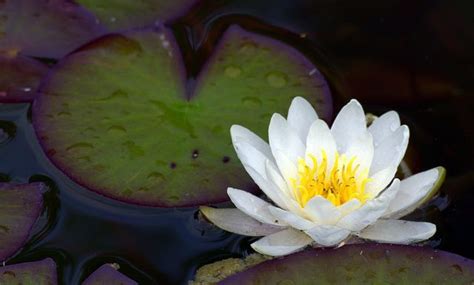 Lily Pad Lily Pads Flower Images Lily