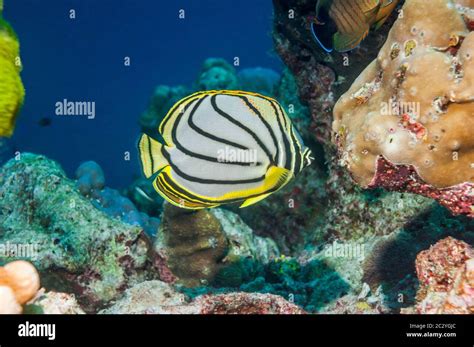 Myers Butterflyfish Hi Res Stock Photography And Images Alamy