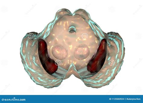 Substantia Nigra In Norm And In Parkinson`s Disease Stock Illustration