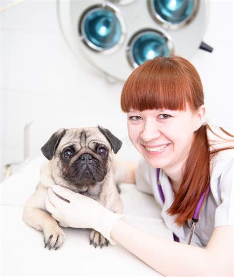 Vet with Dog in Veterinary Clinic Stock Image - Image of care, embrace: 56167601