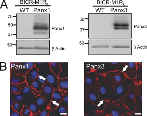 Panx And Panx Are Capable Of Trafficking To The Cell Surface In