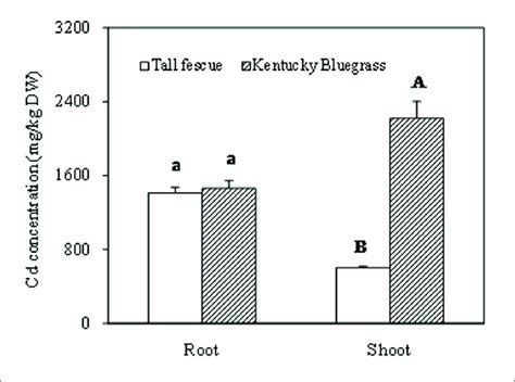 The Cadmium Accumulation In Root And Shoot Of Tall Fescue And