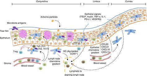 Mucosal Immune Tolerance At The Ocular Surface In Health And Disease Galletti 2017