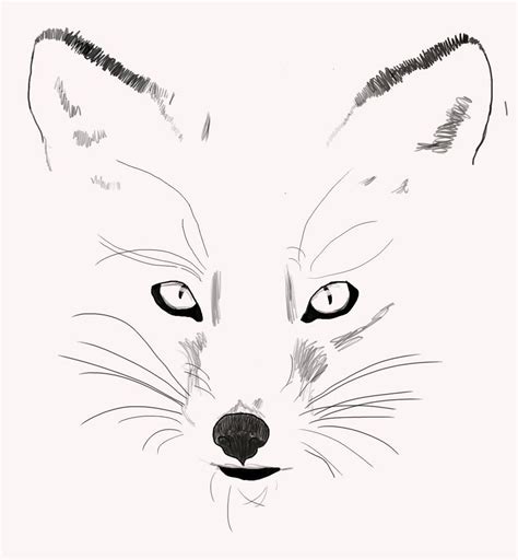 Fox Drawing Outline Images And Pictures Becuo Fox Drawing Fox Sketch