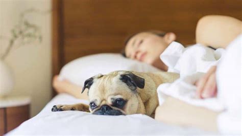 Raz Es Para Deixar Seu Cachorro Dormir Na Cama Voc Voc