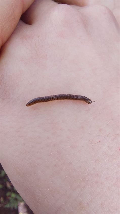 Small millipede : r/millipedes