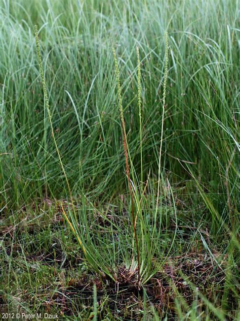 Triglochin Maritima Seaside Arrowgrass Minnesota Wildflowers