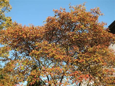 Snowy Mespilus Amelanchier Lamarckii Growing Guides