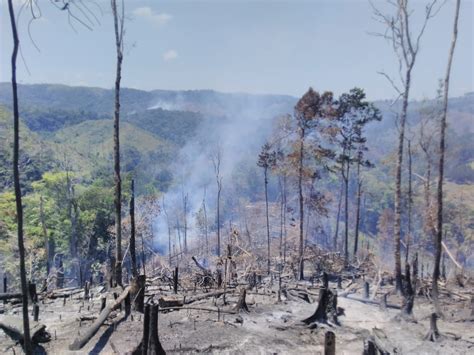 Biodiversidad De Los Bosques Se Pierde A Ritmo Acelerado A Causas De