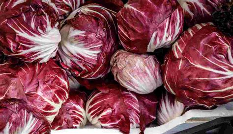 Radicchio Rosso Se Lo Mangi Spesso Non Hai Idea Di Cosa Accade Al Tuo