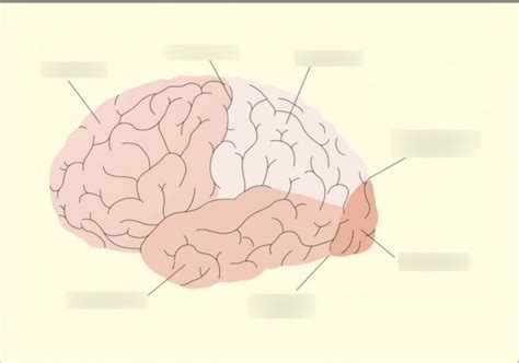 Neuroanatomy Diagram Quizlet