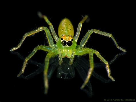 Arachtober In Action Amazing Photos Of Spiders From Around The World