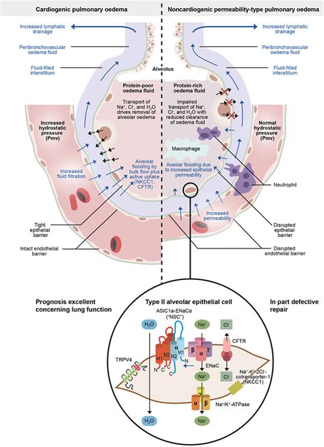 Frontiers Cytokineion Channel Interactions In Pulmonary Inflammation