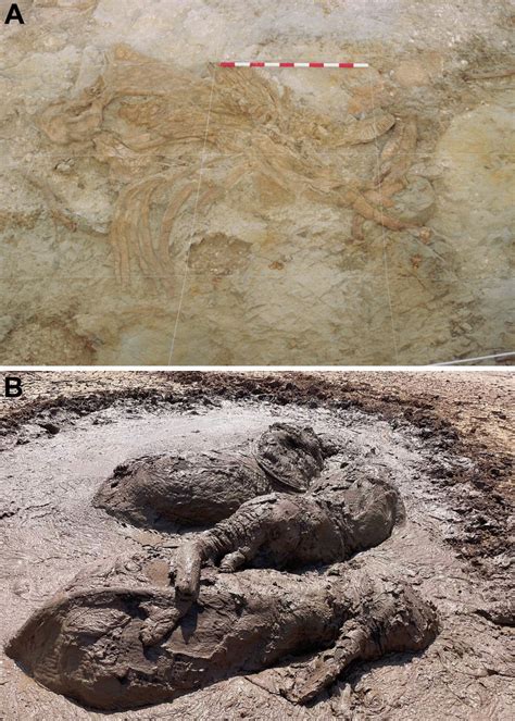 Scientists find a natural quicksand trap dated to more than one million years ago in the ...