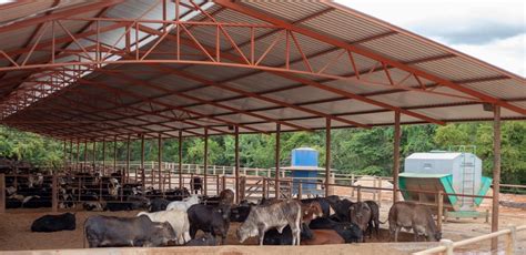 Confinamento De Bovinos De Corte Uma Estrat Gia Ambiental Mais Sustent Vel