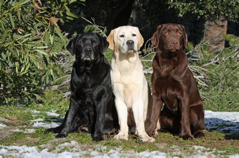 Labrador Retriever Infos Conseils Et Photos De La Race Zooplus