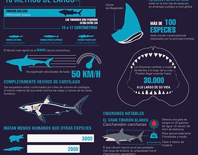 Sharks Infographic Projects Photos Videos Logos Illustrations And