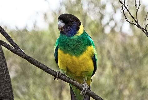 Australian Ringneck - The Australian Museum