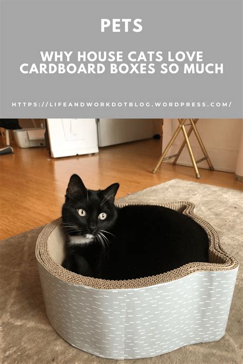 Why House Cats Love Cardboard Boxes So Much