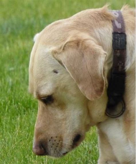 How to Perform a Dog Eyesight Test at Home - Dogs Health Problems