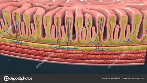 Mucosa Another Name Mucous Membrane Mucosa Lines Insides Organs