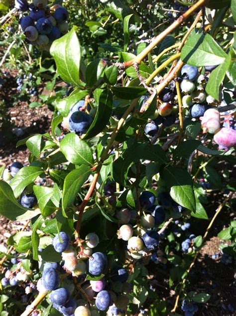 Blueberries for Kate