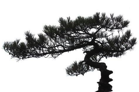 Huangshan Pine – Ruben Rekker