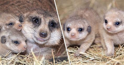 Meerkat Pups Born at Zoo Miami for the First Time in History