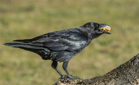 Common Raven Facts: Identification, Diet, Migration Info etc. - Binocular Base