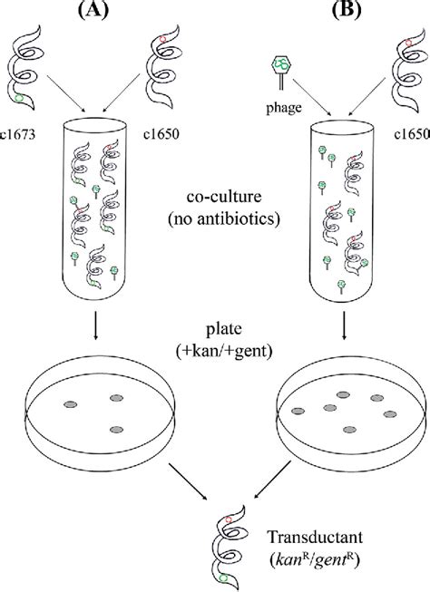 Table 1 From Phage Mediated Horizontal Gene Transfer Of Both Prophage