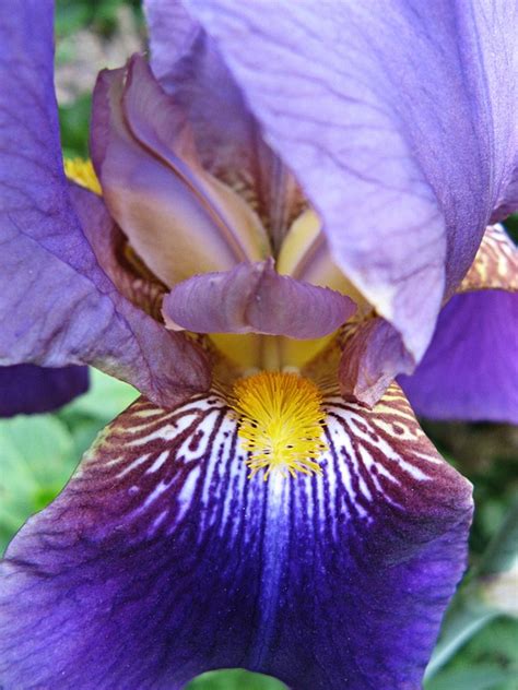 Lirio Espada Iris P Rpura Foto Gratis En Pixabay Pixabay