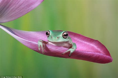 Photographer From Newcastle Upon Tyne Shares Pictures Of Pet Frogs Who