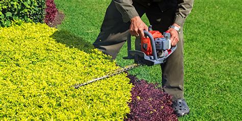 How To Cut A Hedge Using Hedge Trimmers Which