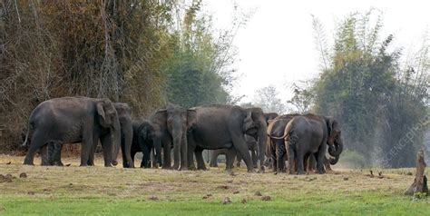 Asian elephant herd - Stock Image - C029/1435 - Science Photo Library