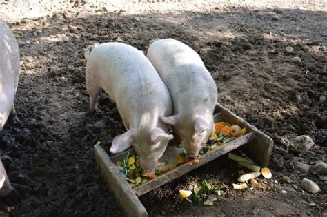 Should You Feed Pigs Table Scraps Heres How To Do It And Avoid Problems