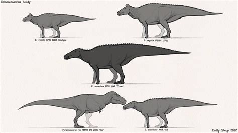 Edmontosaurus Specimens Of Various Sizes From Both Species Along With