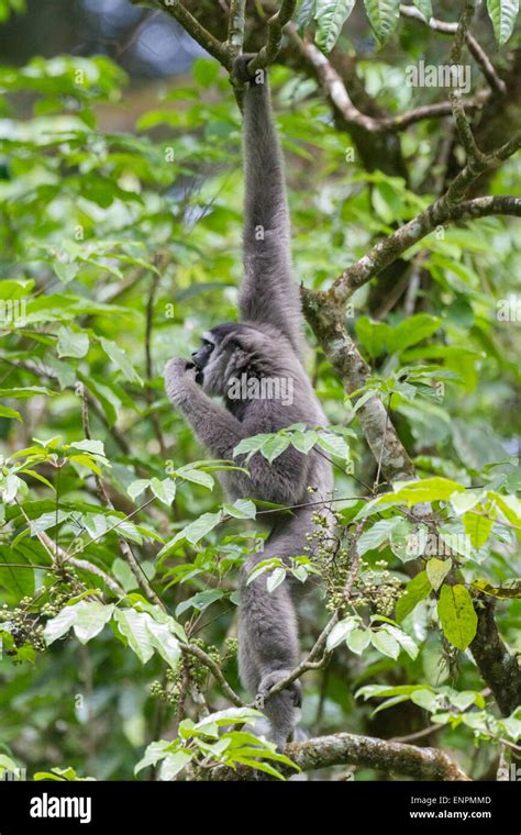 Silvery gibbon conservation hi-res stock photography and images - Alamy