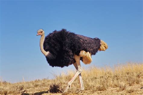 Can You Have an Ostrich as a Pet? Care Guide, Legality, and FAQ | PangoVet